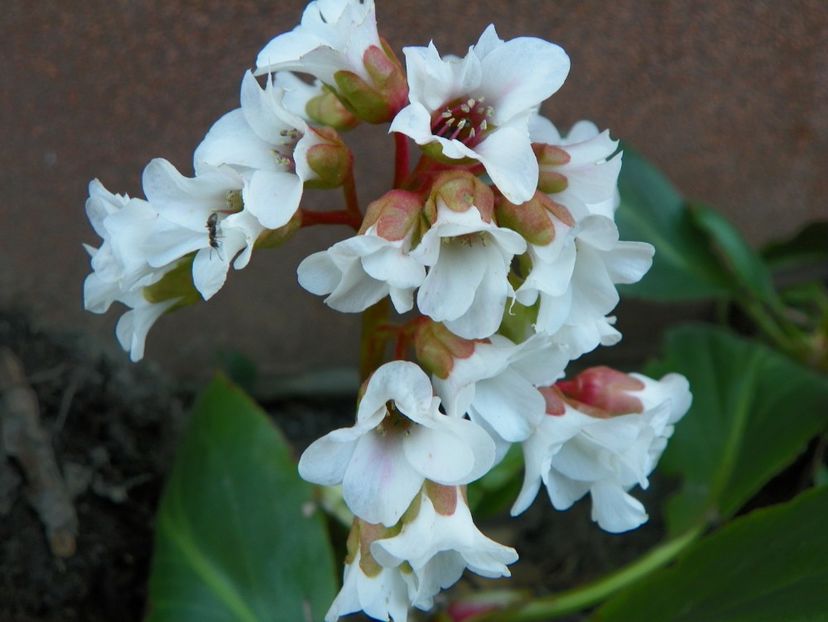 bergenia Silberlicht - Primavara 2017