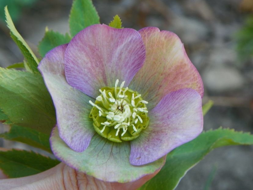 helleborus Montsegur - Primavara 2017