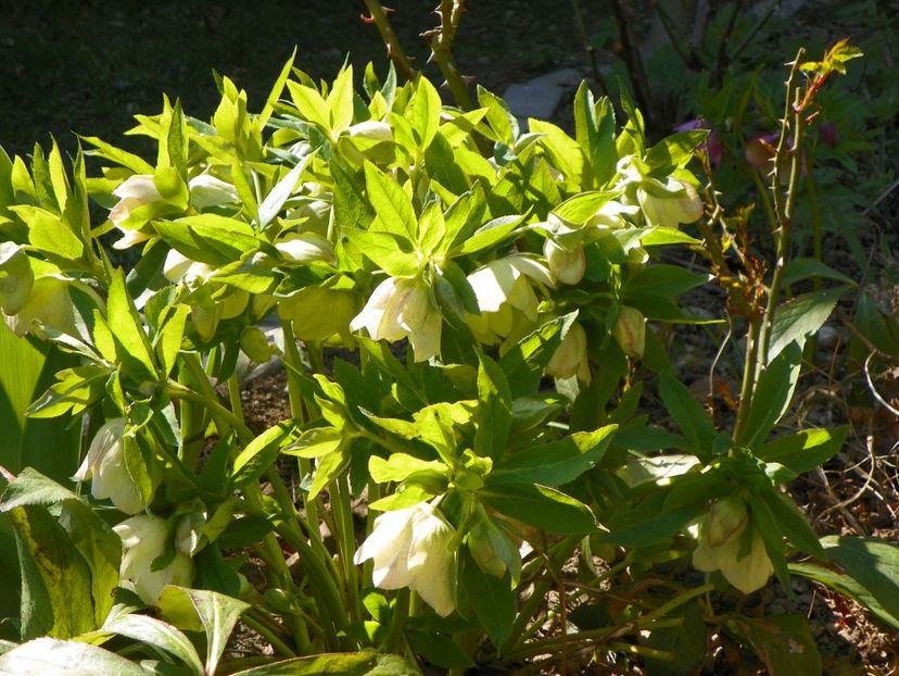 helleborus Double White Spotted - Primavara 2017