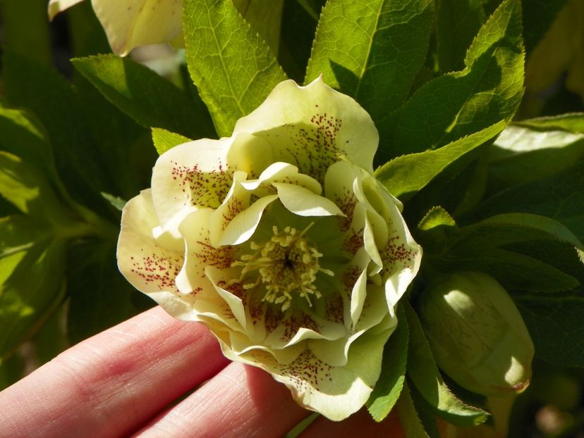 helleborus Double White Spotted - Primavara 2017
