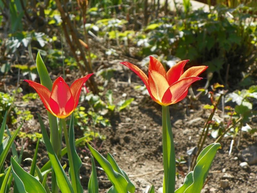 tulipa Ballerina - Primavara 2017