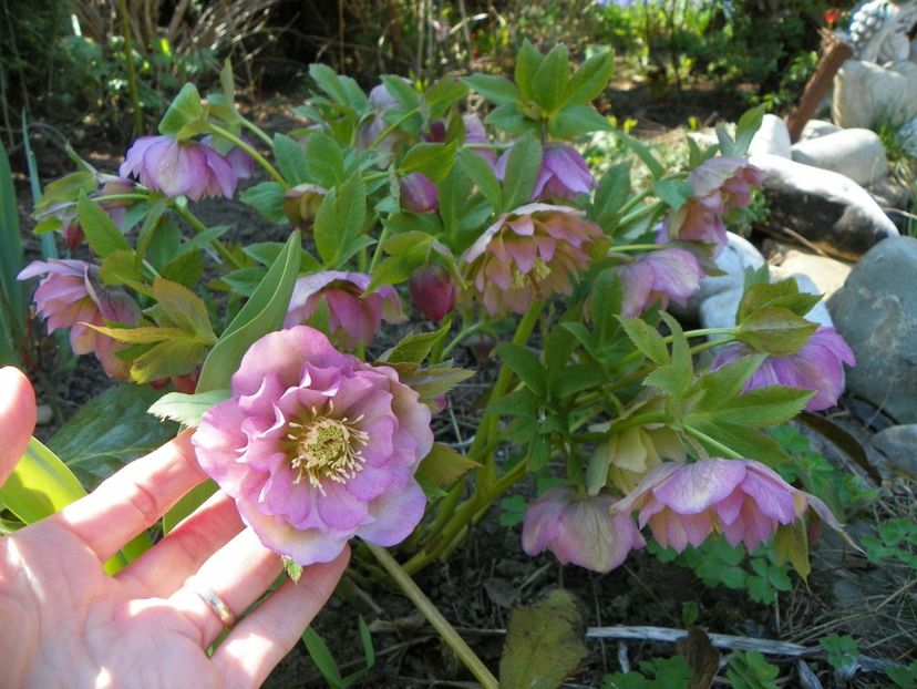 helleborus Double Ellen Pink - Primavara 2017