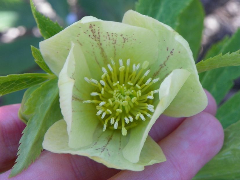 helleborus Yellow Lady - Primavara 2017