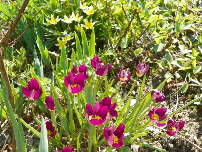 tulipa Persian Pearl si tulipa tarda - Primavara 2017