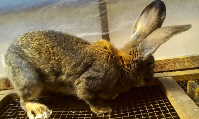 IMG-20170412-WA0005 - pui si adulti matci de vanazre 2018TRIMIT IN TARA