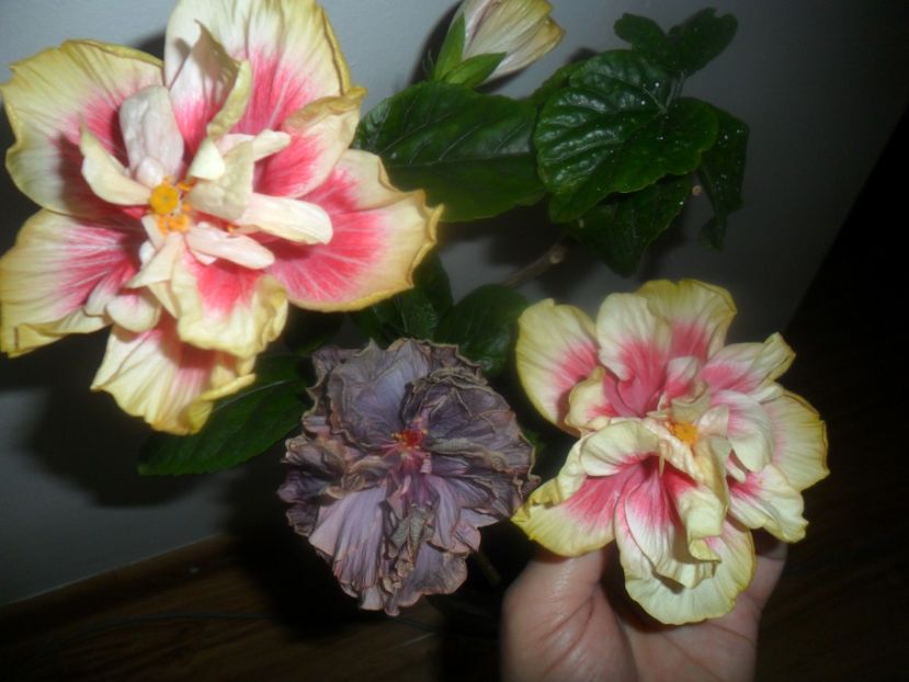  - hibiscusi 2017-1