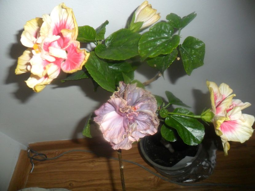  - hibiscusi 2017-1