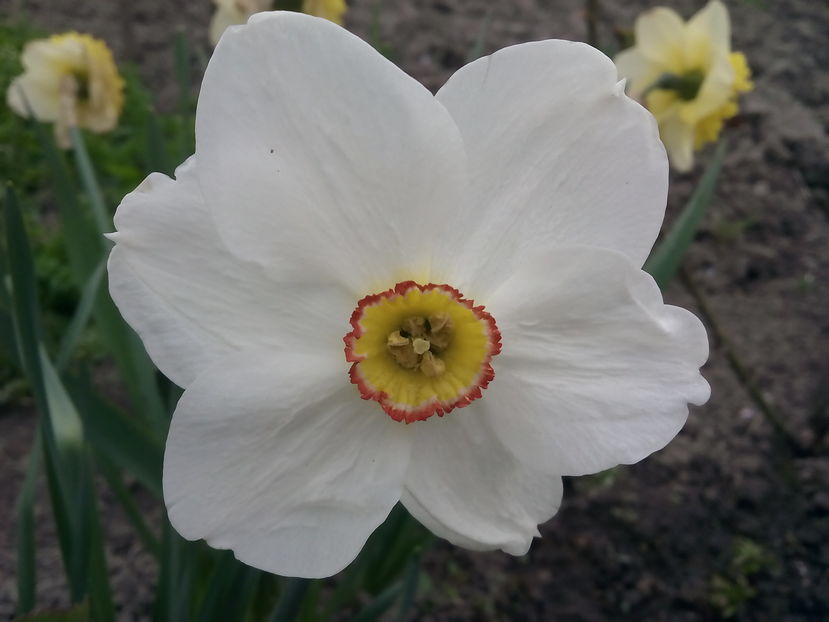 Poeticus Actea - Narcise