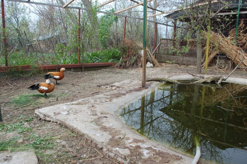  - Califar Rosu - Tadorna ferruginea