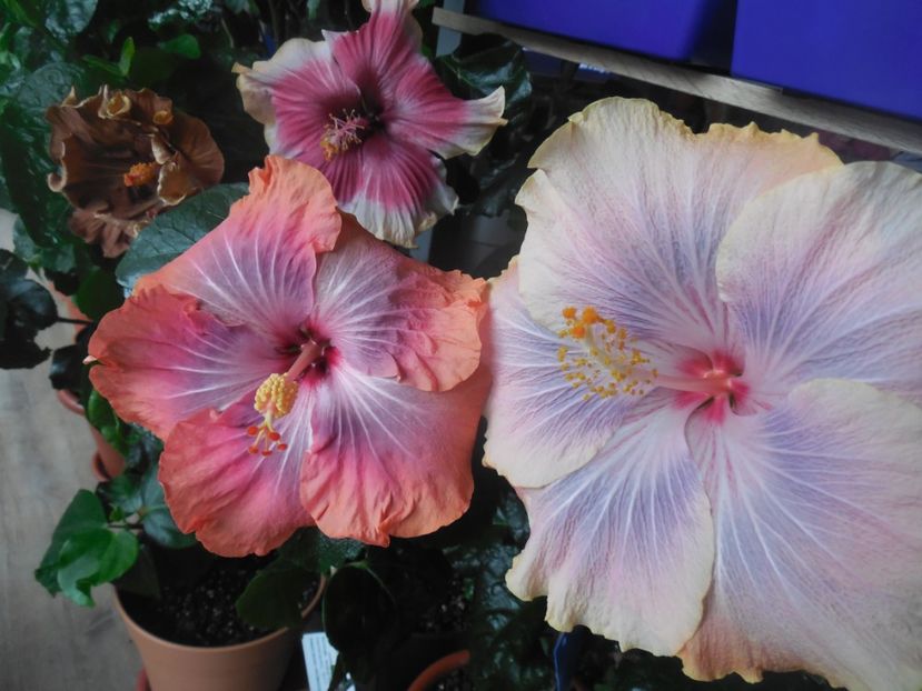  - 02Hibiscus