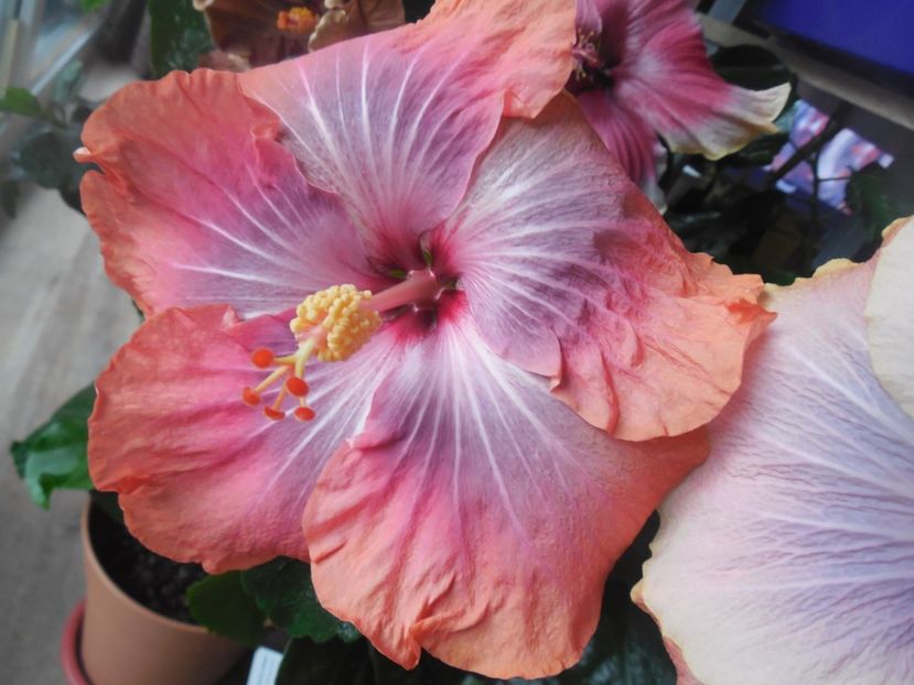  - 02Hibiscus