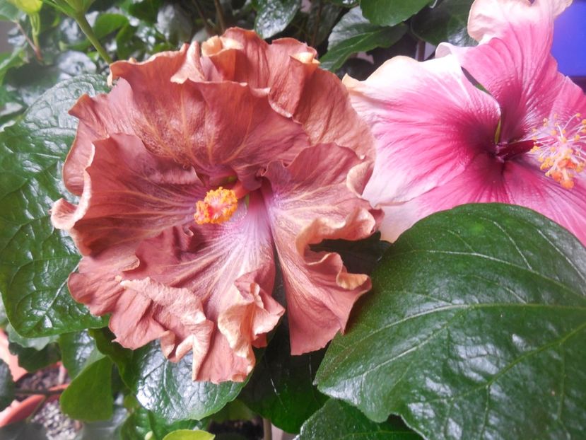  - 02Hibiscus