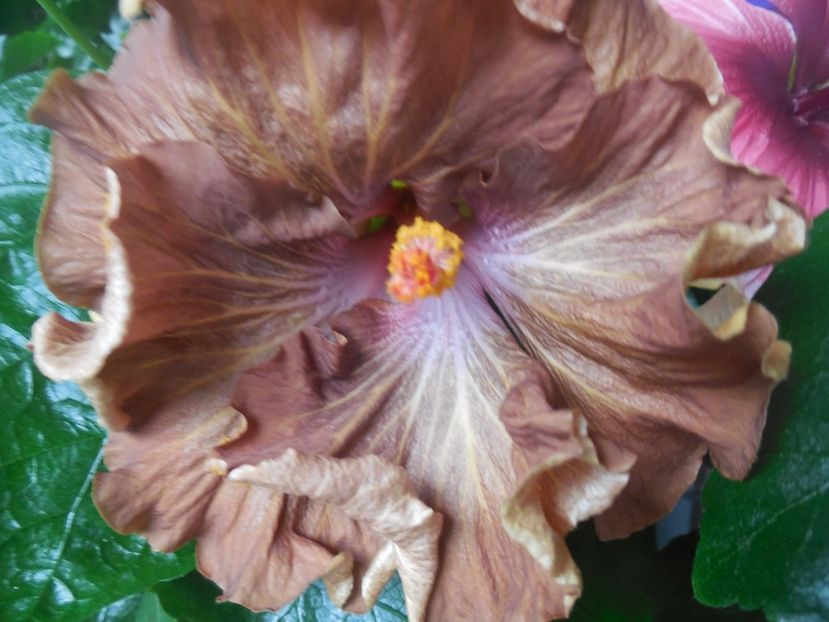  - 02Hibiscus