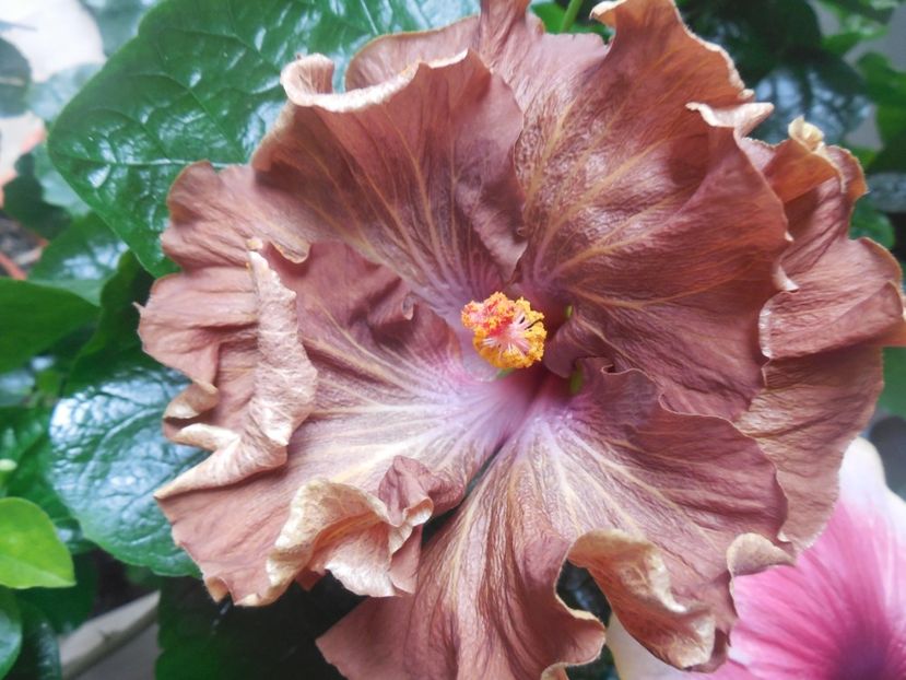  - 02Hibiscus