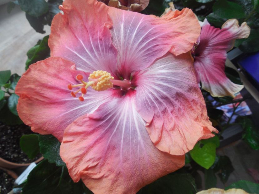  - 02Hibiscus