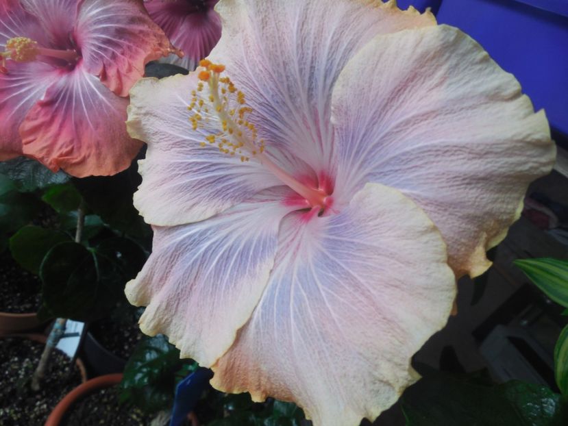  - 02Hibiscus