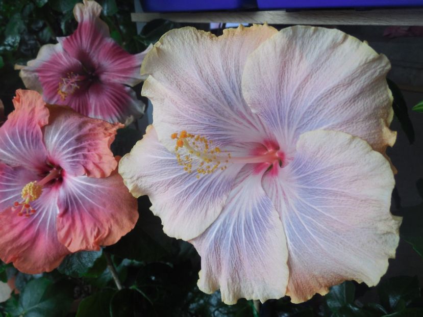  - 02Hibiscus