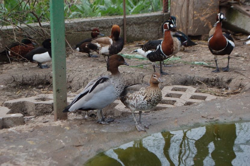  - Rata de padure australiana - Chenonetta jubata