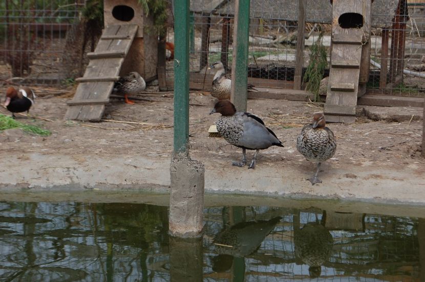  - Rata de padure australiana - Chenonetta jubata