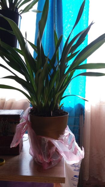 Cymbidium - Disponibil 2018