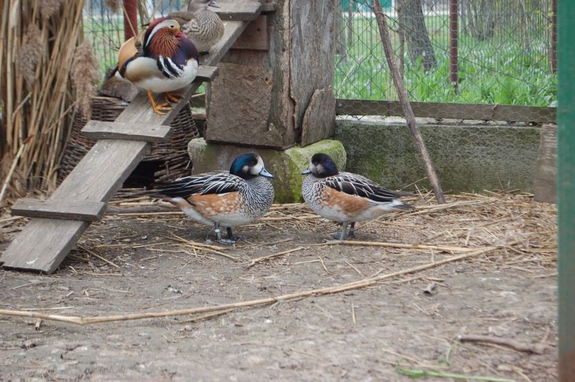  - Rata Fluieratoare de Chile - Anas sibilatrix