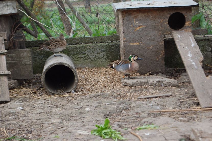  - Rata Baikal - Anas formosa
