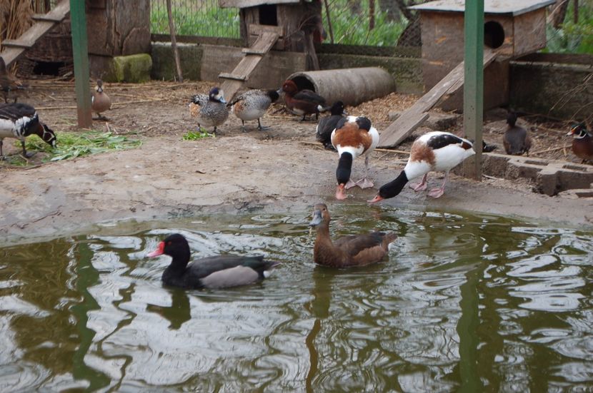  - Rata Peposaca - Netta peposaca
