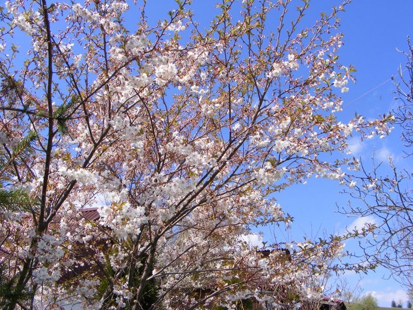 Prunus subhirtella 'Autumnalis Rosea - 2017