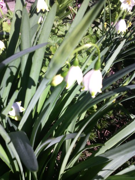 leucojun - 01-Flori din curtea mea 2017