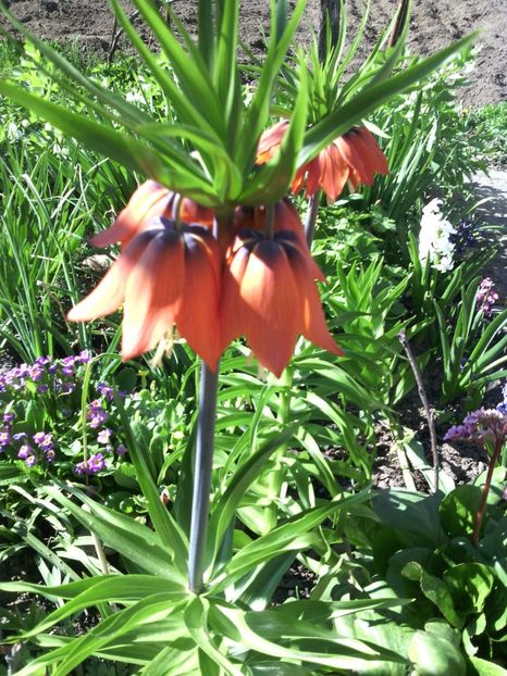  - 01-Flori din curtea mea 2017