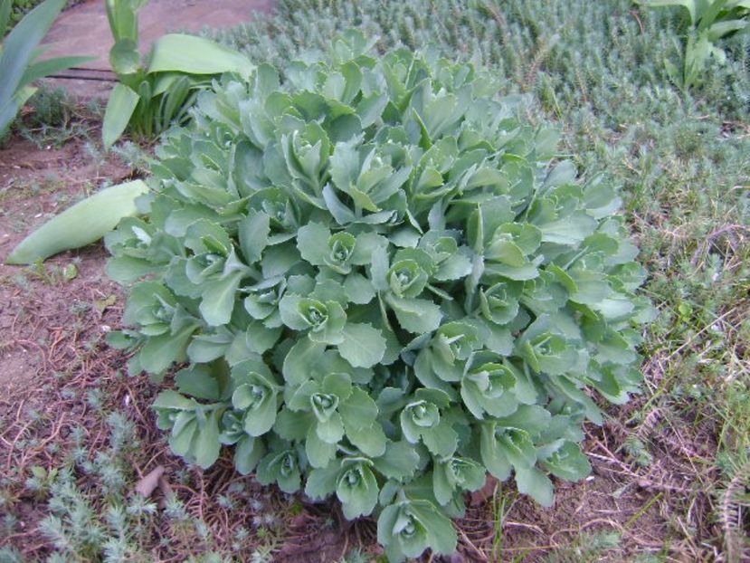 Sedum Abbeydore, lastari noi - Primavara 2017