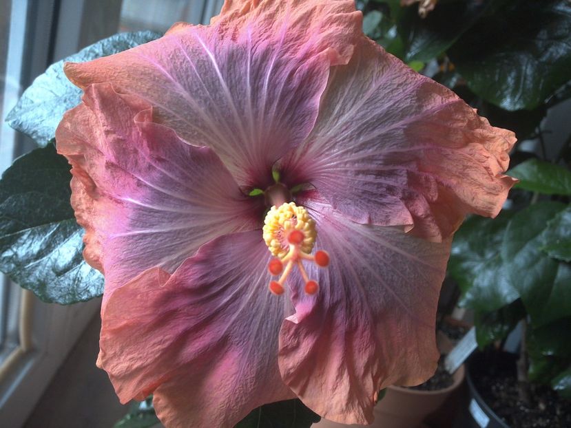 WIN_20170412_152848 - Gabriel