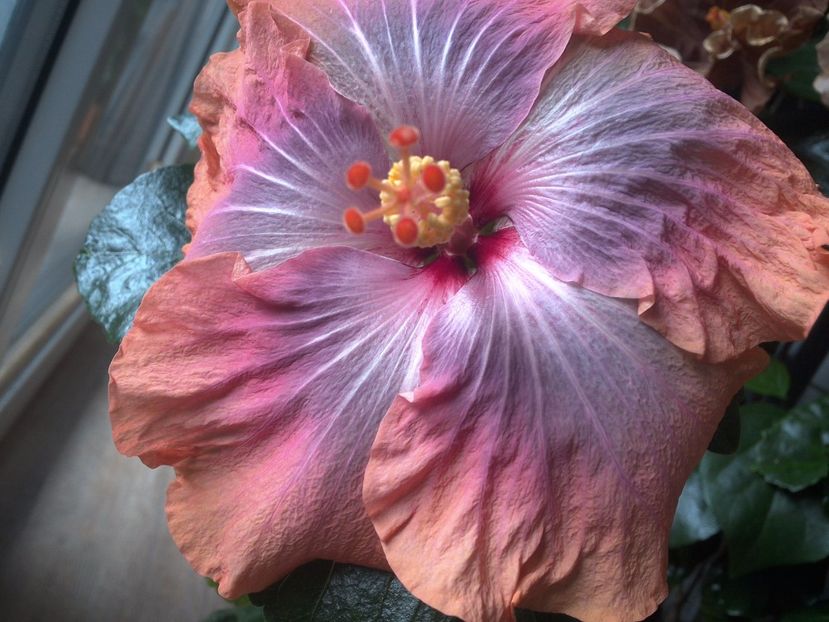 Gabriel - 0Hibiscus in colectie infloriti