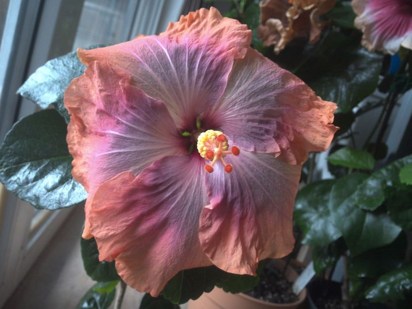 WIN_20170412_152842 - Gabriel