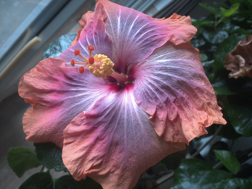 Gabriel - 0Hibiscus in colectie infloriti