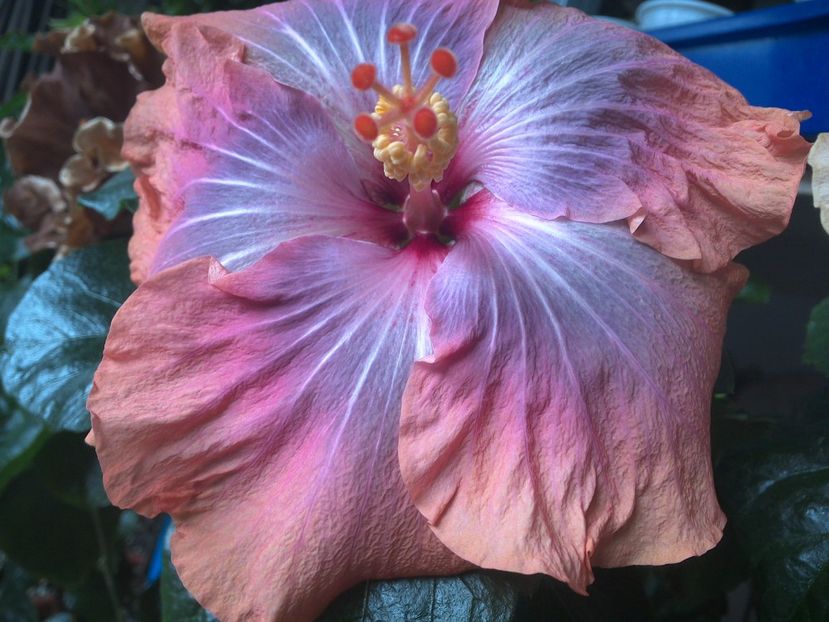 Gabriel - 0Hibiscus in colectie infloriti