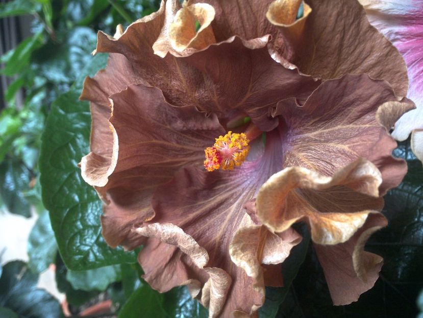 WIN_20170412_152519 - Moorea Silver Storm