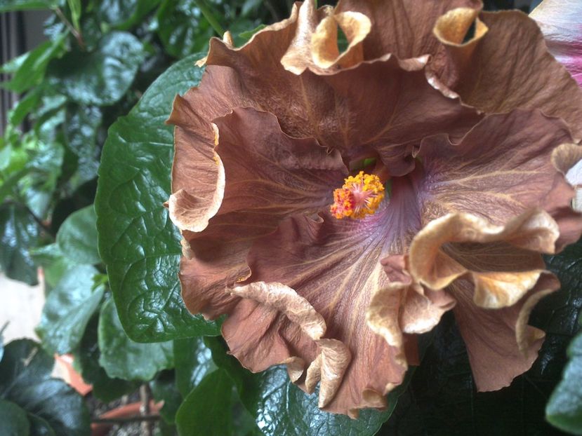 WIN_20170412_152506 - Moorea Silver Storm