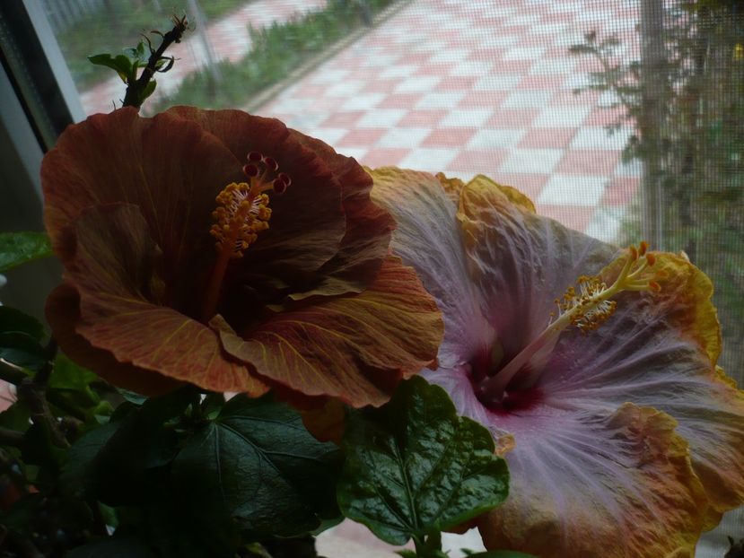 P1310507 - HIBISCUSI 2017-1