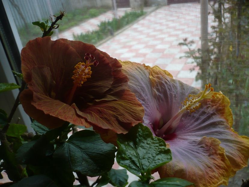 P1310508 - HIBISCUSI 2017-1