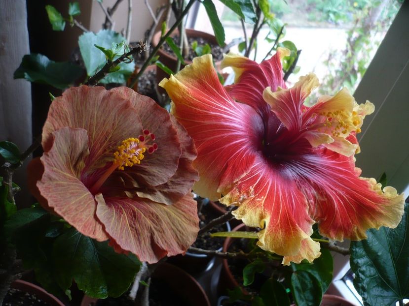 P1310509 - HIBISCUSI 2017-1