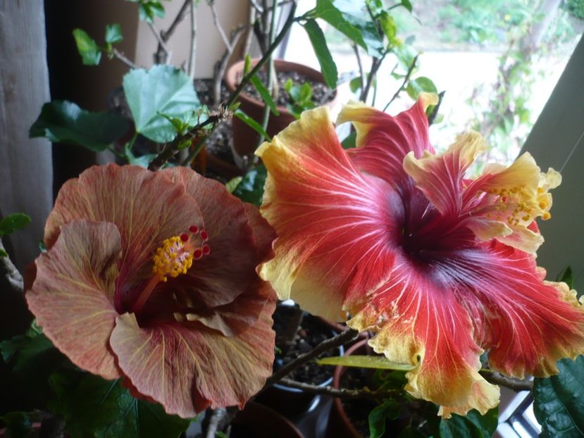 P1310511 - HIBISCUSI 2017-1