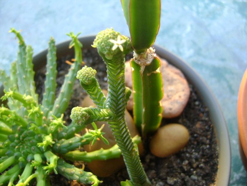 Crassula pyramidalis, flori - Suculente 2017