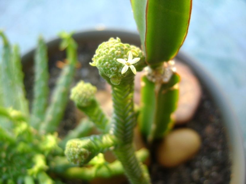 Crassula pyramidalis - Suculente 2017