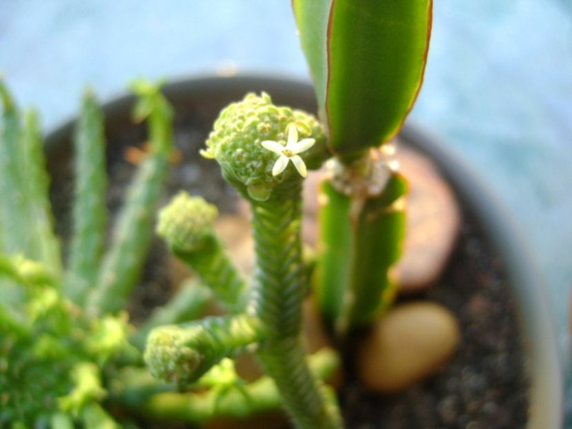 Crassula pyramidalis - Suculente 2017