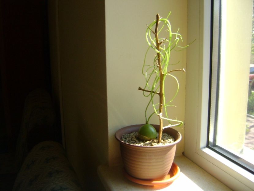 Bowiea volubilis, lastari noi - Caudiciforme si bulbi 2017