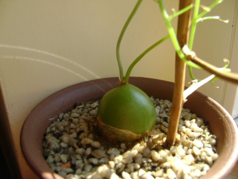 Bowiea volubilis - Caudiciforme si bulbi 2017