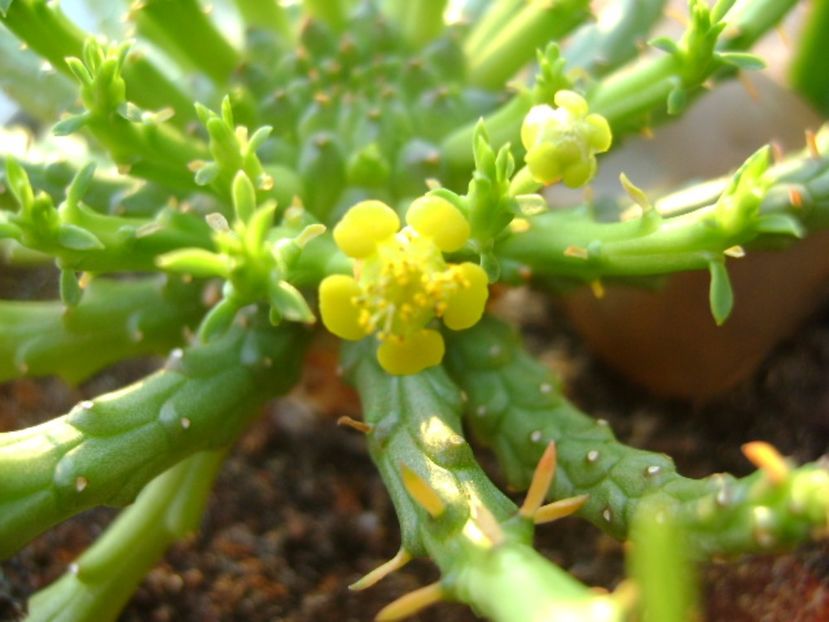 Euphorbia flanagani - Caudiciforme si bulbi 2017