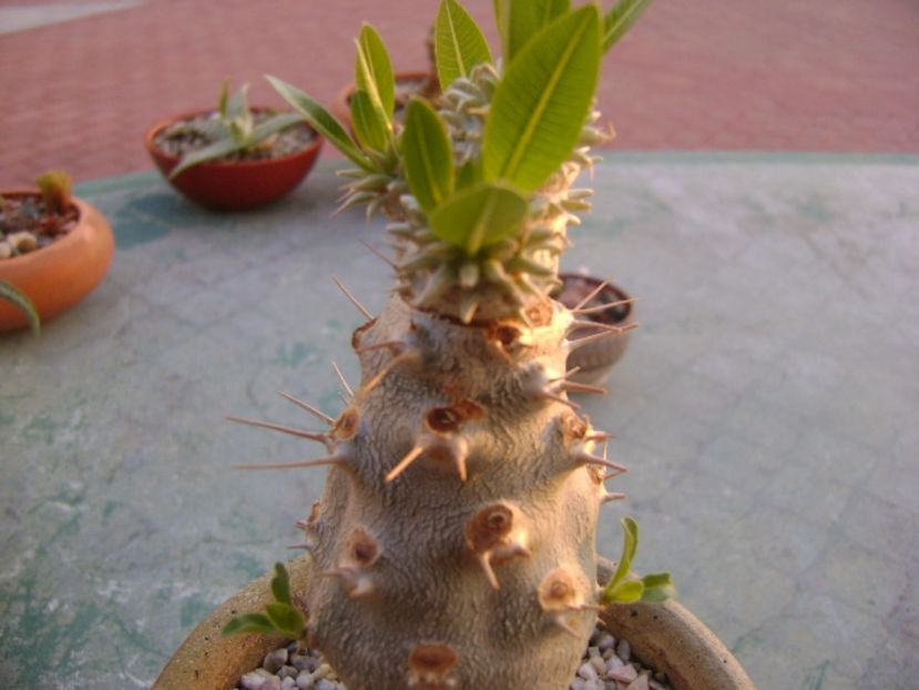 Pachypodium brevicaule - Caudiciforme si bulbi 2017