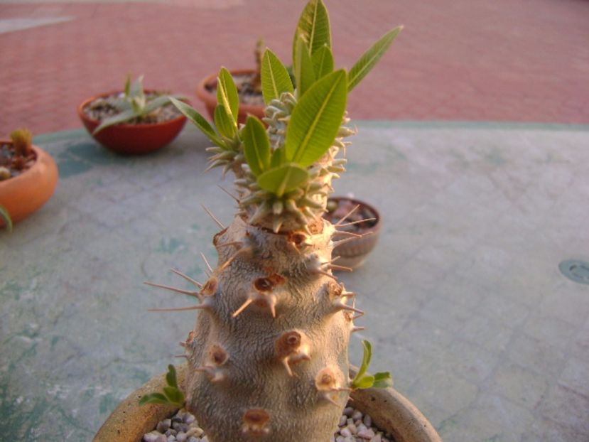 Pachypodium brevicaule - Caudiciforme si bulbi 2017